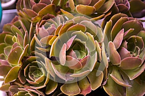 Aeonium Garnet Succulent Plant
