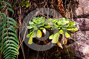 Aeonium glandulosum succulent, endemic to Madeira islands, Portugal photo