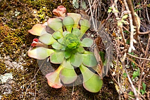 Aeonium glandulosum succulent, endemic to Madeira islands, Portugal photo