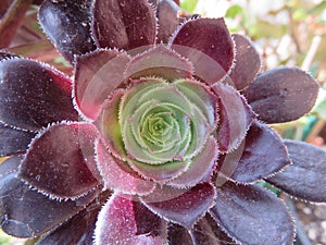 Aeonium photo