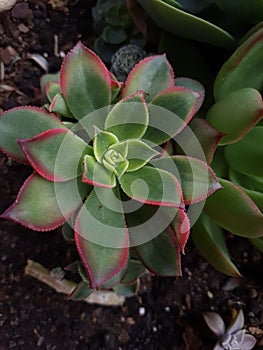 Aeonium haworthii, also known as Haworth\'s aeonium or weathervane, is a species of succulent