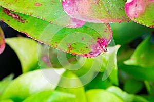 Aeonium isolate on background in sping sumer photo