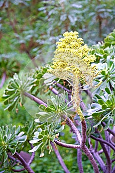 Aeonium manriqueorum