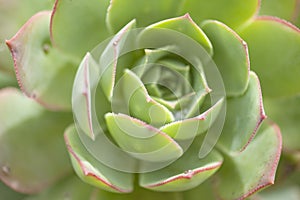Aeonium percarneum background