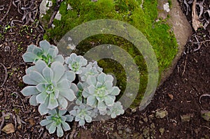 Aeonium percarneum and moss. photo