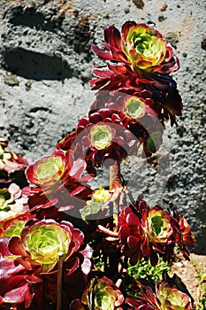 Aeonium plant photo