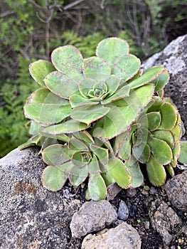 Aeonium plant growing on a rock