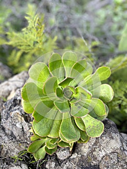 Aeonium plant growing on a rock