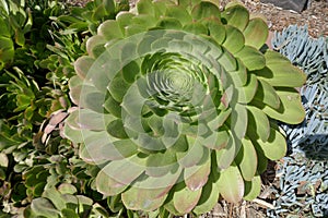 Aeonium plants in San Diego