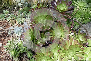 Aeonium plants in San Diego