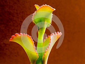 Aeonium on red background