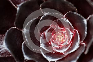 Aeonium schwarzkopf Flower