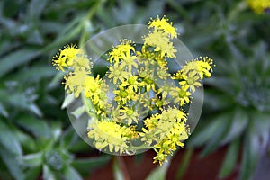 Aeonium simsii, or tree houseleek flowers in a garden