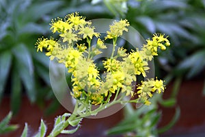 Aeonium simsii, or tree houseleek flowers in a garden