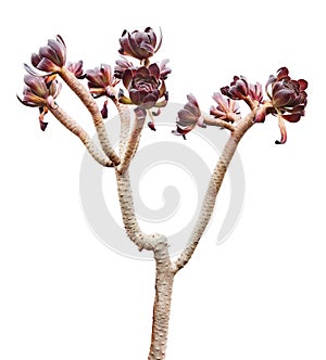 Aeonium succulent photo