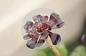 Aeonium succulent