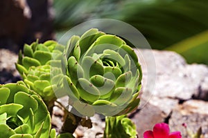 Aeonium succulent background