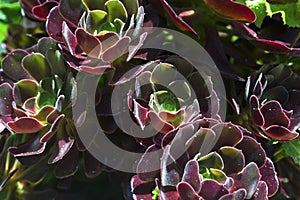 Aeonium succulent background