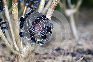 Aeonium succulent background