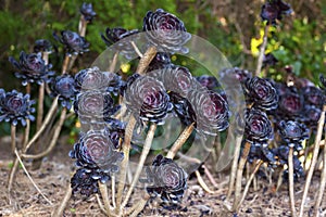 Aeonium succulent background