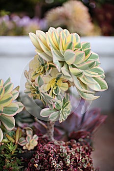 Aeonium Succulent photo