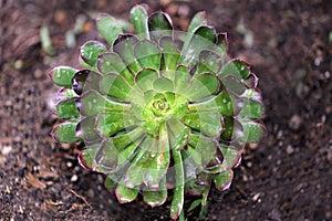 Aeonium succulent