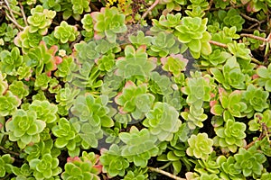 Aeonium succulent plants