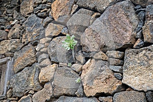 Aeonium urbicum (Saucer Plant) growing on stone wall in Tenerife, Canary islands photo