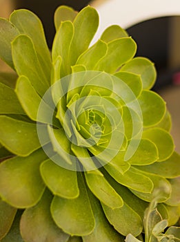 Aeonium urbicum succulent leaves photo
