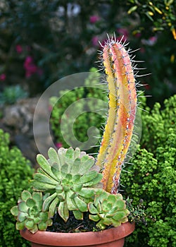 Aeonium vestitum plant with Euphobia antiquorum cactus in flowerpot in the tropical garden.