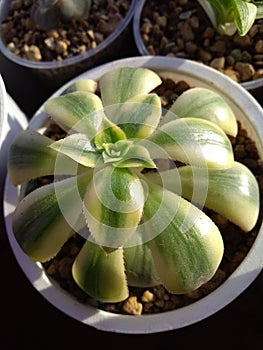 Aeoniun decorum Tricolor