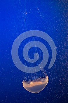 Aequorea victoria - Crystal Jellyfish