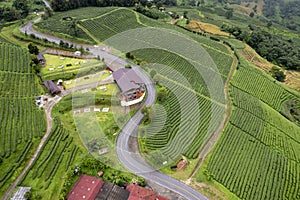 Aerail view Tea farm with sea of mist, green tree, blue mountain