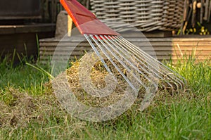 Aerating and cleaning the lawn with a big rake.