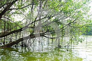 Aerating root - species of trees from mangrove forest