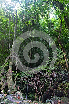 Aerating root - species of trees from mangrove forest