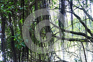 Aerating root - species of trees from mangrove forest