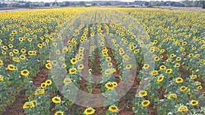 Aereal view of sun flowers