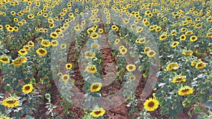 Aereal view of sun flowers