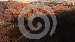 Aerial 4K Delamere Forest in Autumn / Fall 2020. Drone footage of the treetops and sky during a cold november