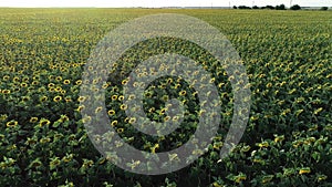 Aerial 4K drone video of a big sunflower field during a summer sunset light.