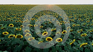 Aerial 4K drone video of a big sunflower field during a summer sunset light.