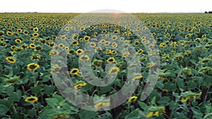 Aerial 4K drone video of a big sunflower field during a summer sunset light.