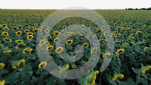 Aerial 4K drone video of a big sunflower field during a summer sunset light.