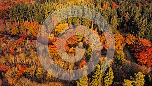 Aerial 4k drone view of autumnal tree top canopy in the United Kingdom