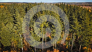 Aerial 4k drone view of autumnal tree top canopy in the United Kingdom