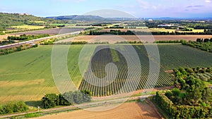 AERIAL 4K: Flight over Lavender Field. Sunset or sunrise aerial landscape of endless sunlit lavender fields. Plateau du