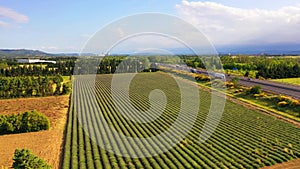 AERIAL 4K: Flight over Lavender Field. Sunset or sunrise aerial landscape of endless sunlit lavender fields. Plateau du