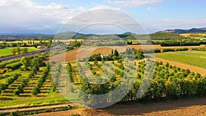 AERIAL 4K: Flight over Lavender Field. Sunset or sunrise aerial landscape of endless sunlit lavender fields. Plateau du