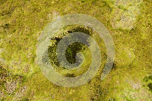 Aerial abstract image of green yellow vegetation of succulent plants and mosses on a volcanic underground near Lagoa Negra and photo